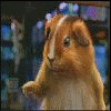 hamster kong fou